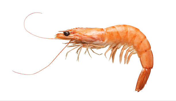 Customizable image for lil-shrimp.com